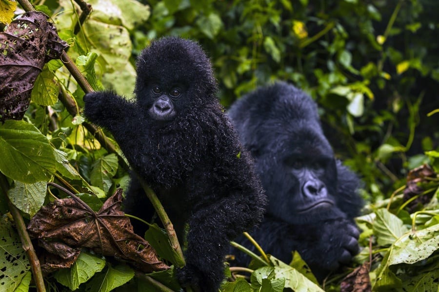 New Baby Bukima Family