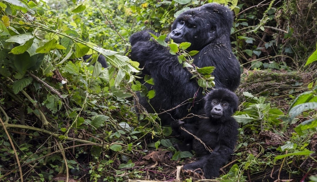 image of endangered mountain gorilla mother and baby