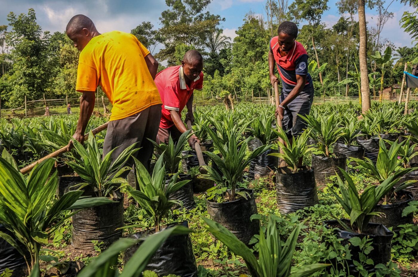 Bamboo plantation project