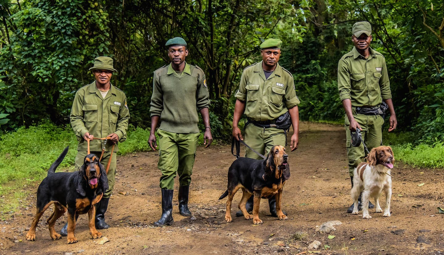 Rangers standing with the antipoaching canine unit in Virunga National Park