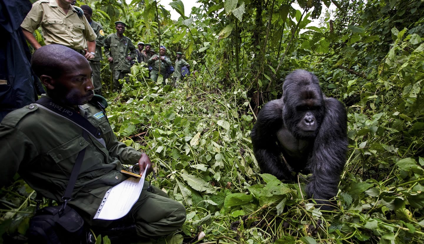 Rangers observing and monitoring a group of gorillas in their natural habitat at Virunga National Park.