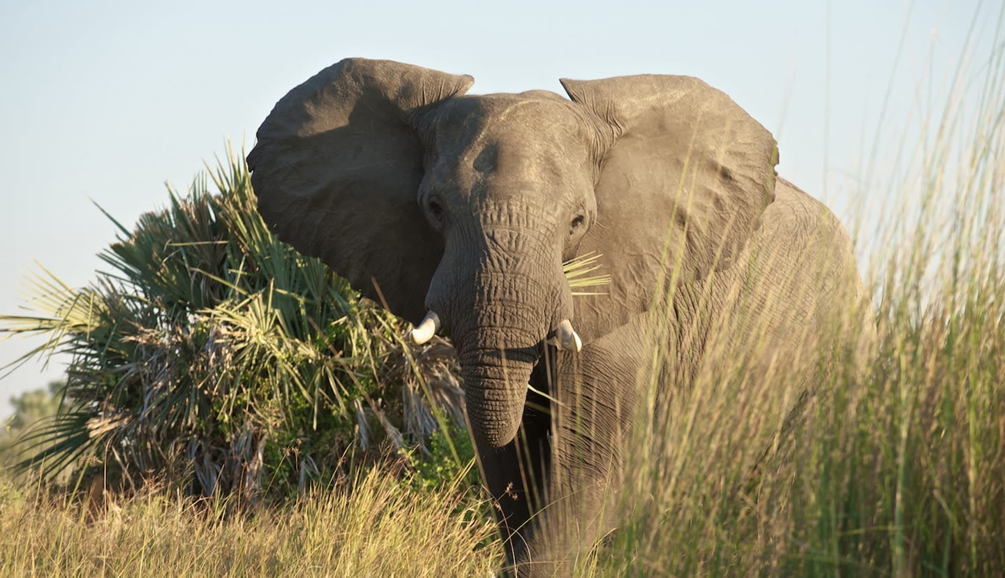 An elephant standing in the lush greenery of Virunga National Park, surrounded by a vibrant natural habitat.