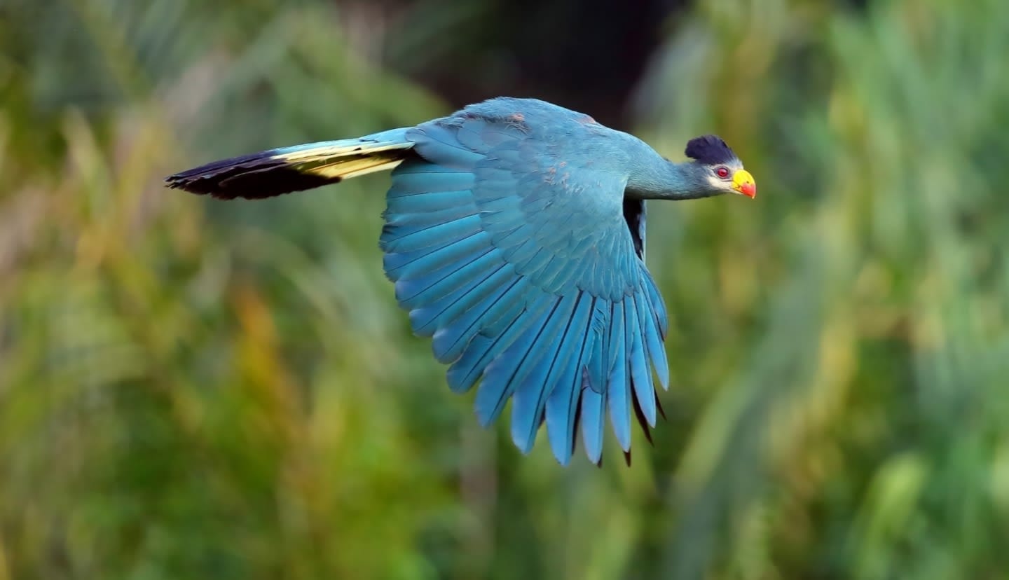 Great Blue Turaco in flight