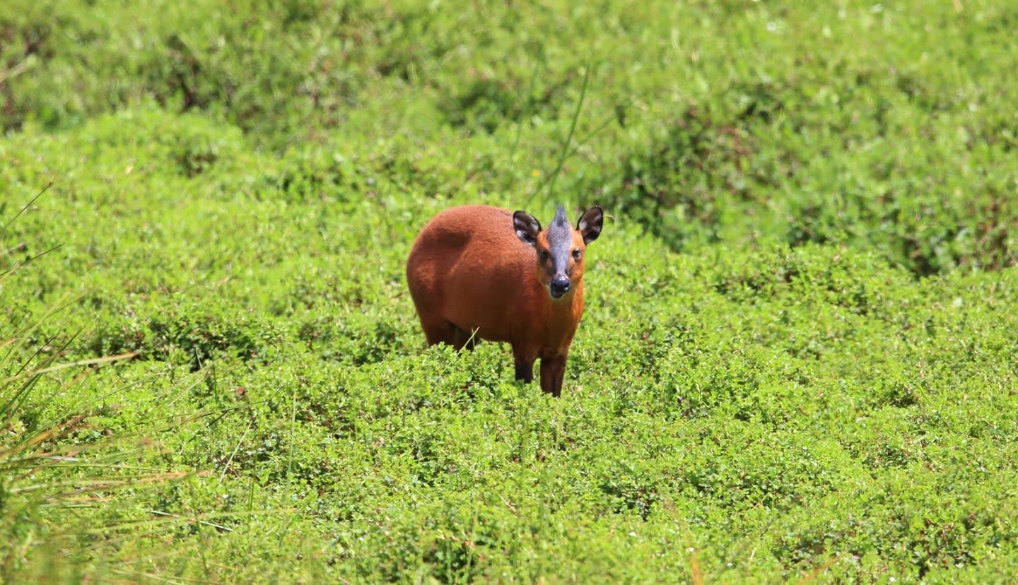 A Red Forest Duiker grazing in the open savannah