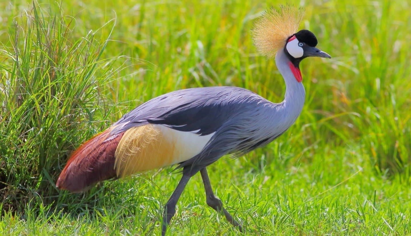 A grey crowned crane showcasing its colourful feathers and unique appearance