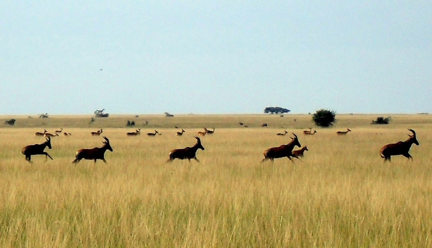 A herd of antelope running through the savanna