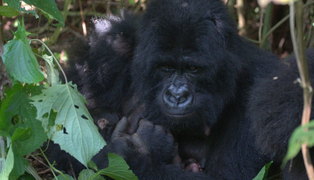 Humba family: Bonane with her latest baby, a girl.