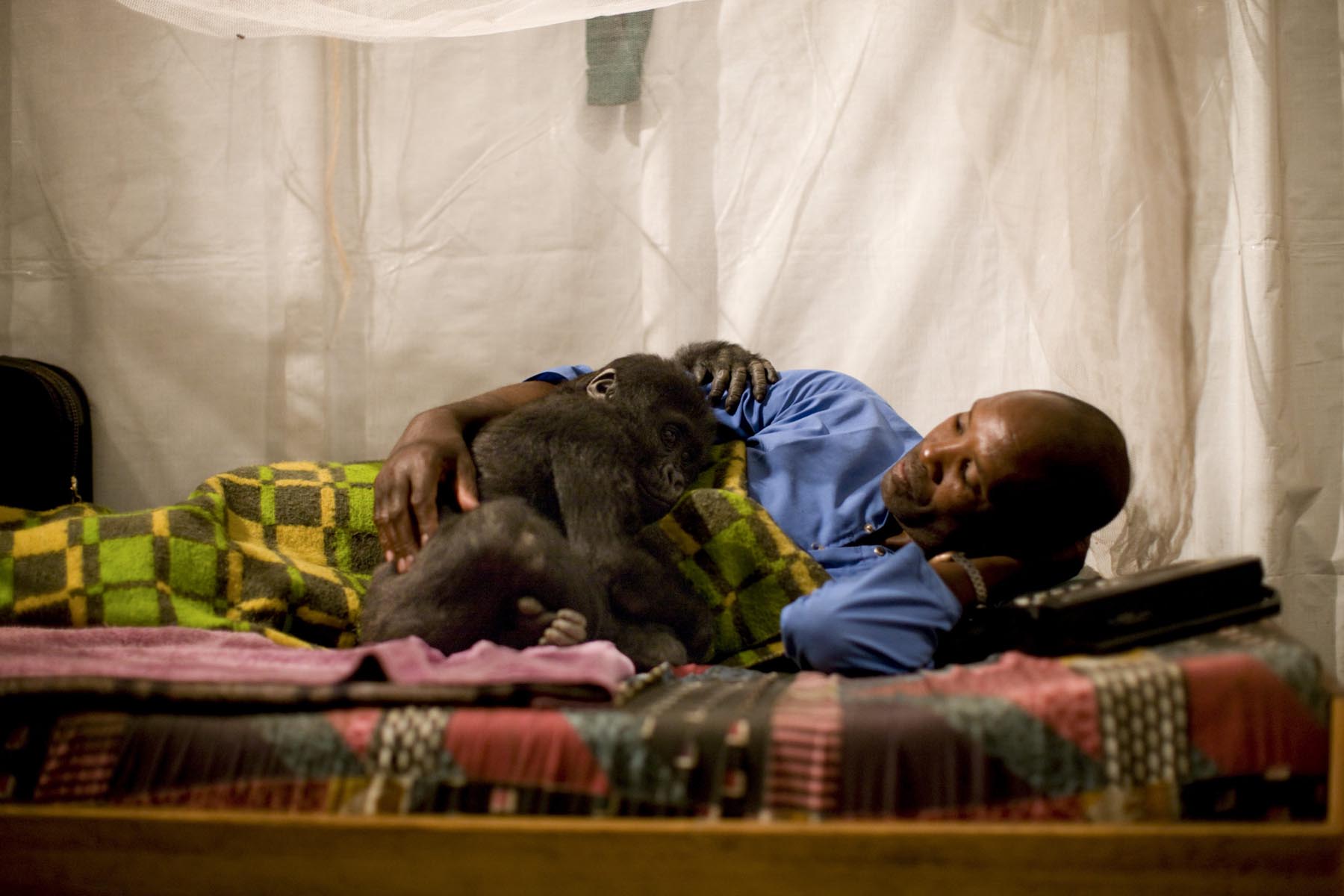 Caretaker lyging with a mountain gorilla taken by the photographer Brent Stirton