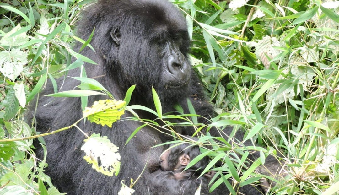 Humba family: Janja with her latest baby, a girl.