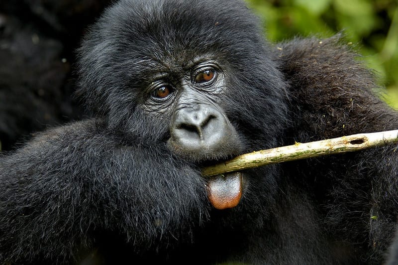 A baby mountain gorilla with a tree branch in its mouth in Virunga National Park taken by Veggie Giants
