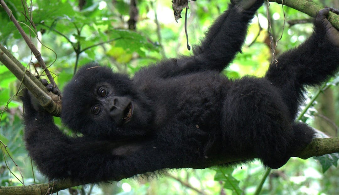 Photo of baby Janja, from the Rugendo mountain gorilla family