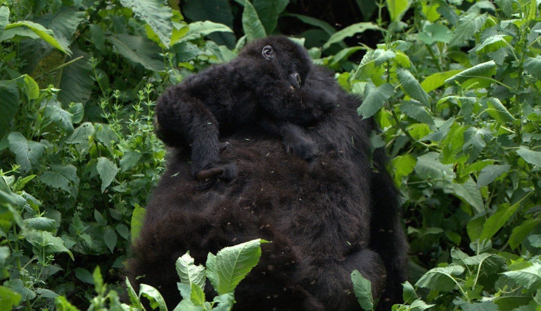 Kanyarynga and baby, Nyakamwe mountain gorilla family