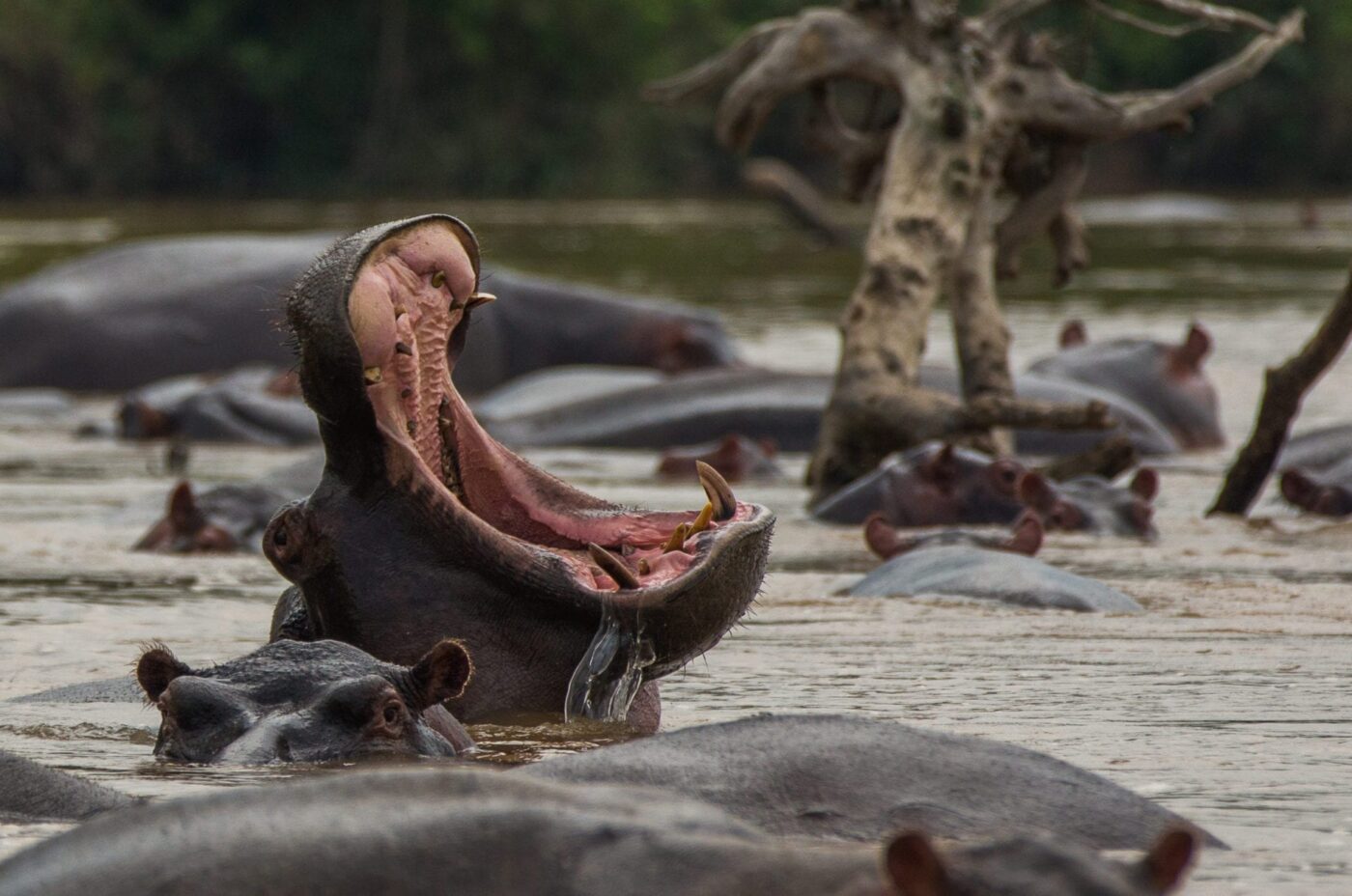 Hippos at Lake Edward