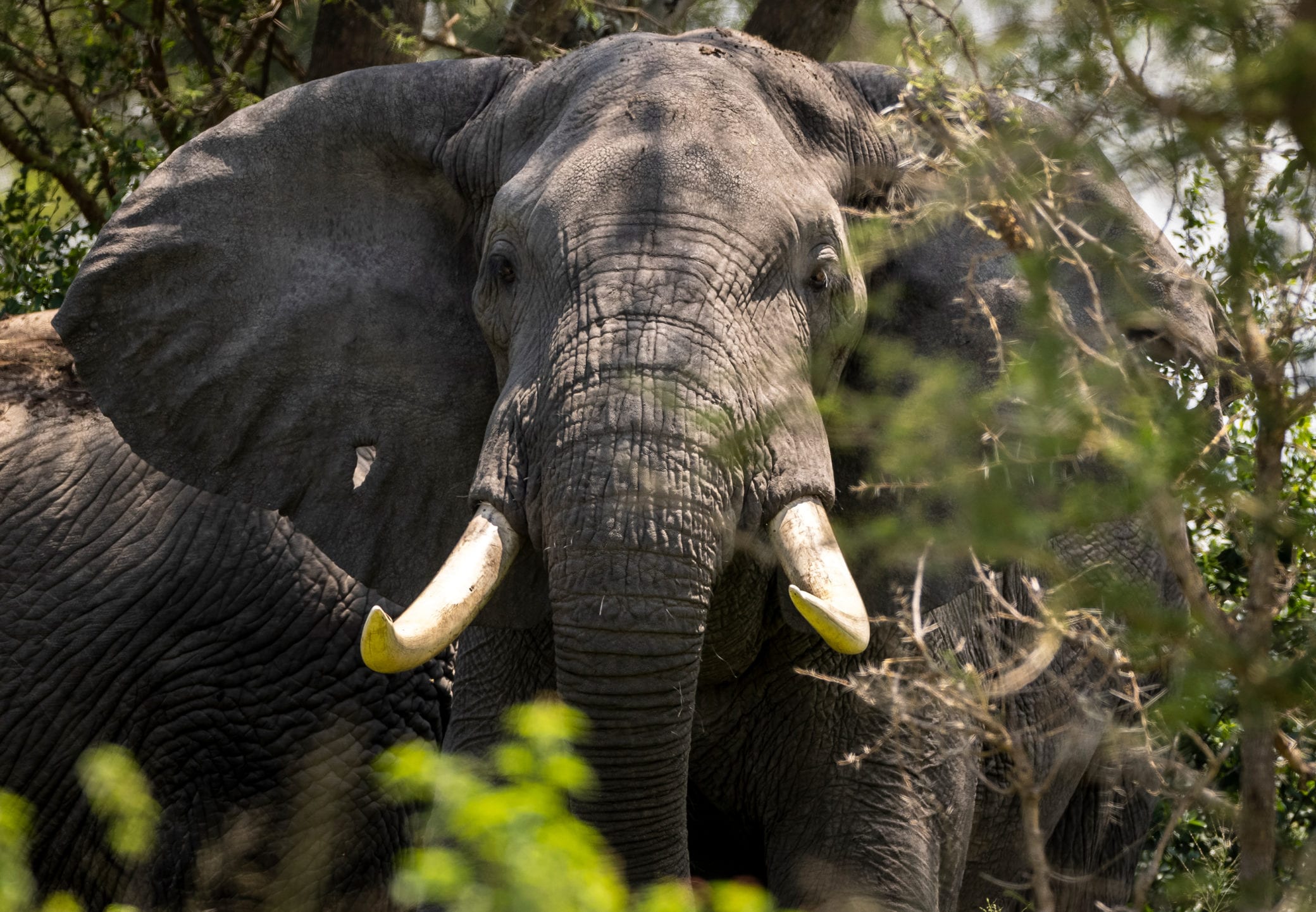 A close-up of a majestic African bush elephant with detailed wrinkles on its skin, large ears, and a prominent trunk, showcasing its grandeur and natural beauty.
