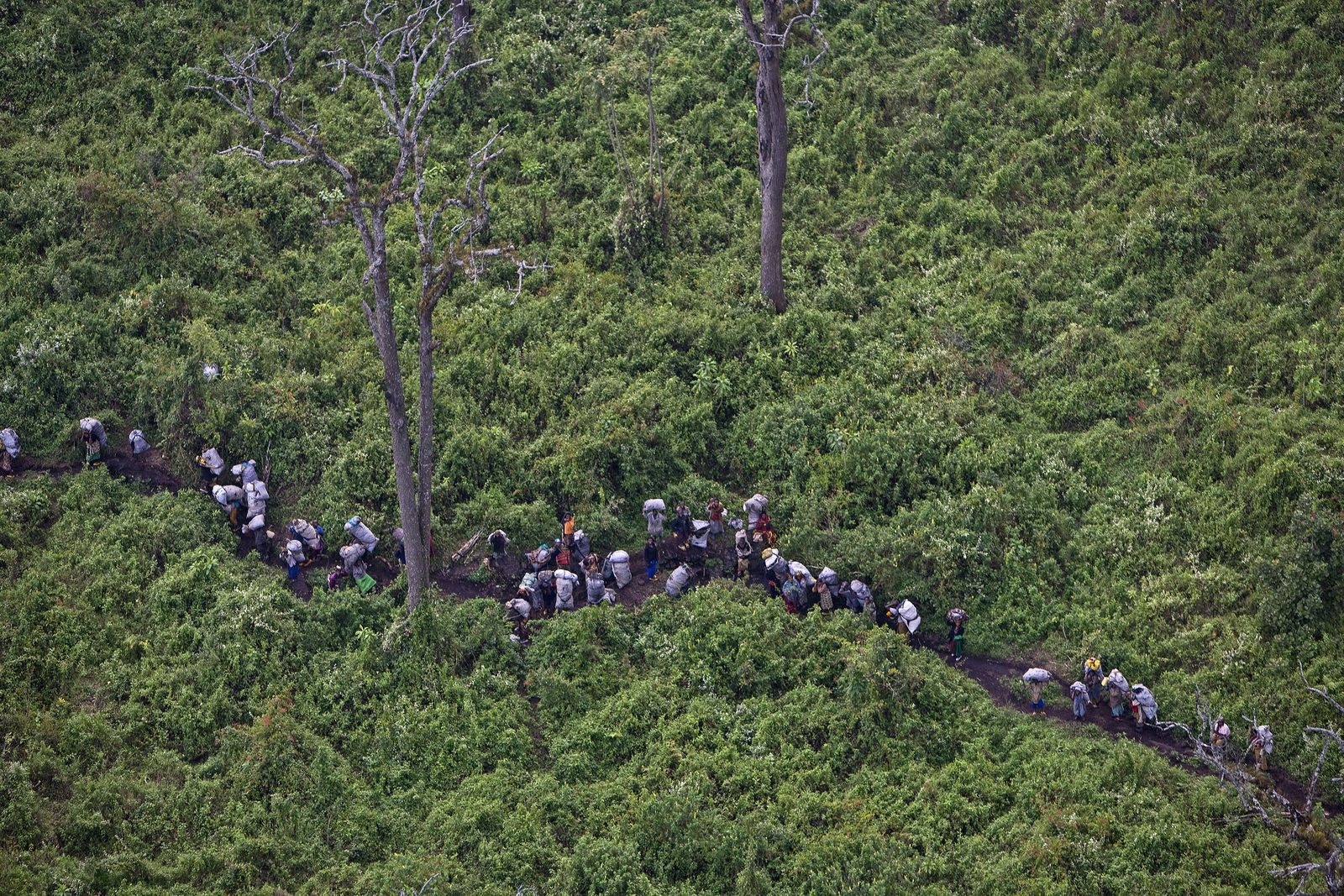 Illegal charcoal collection in Virunga National Park