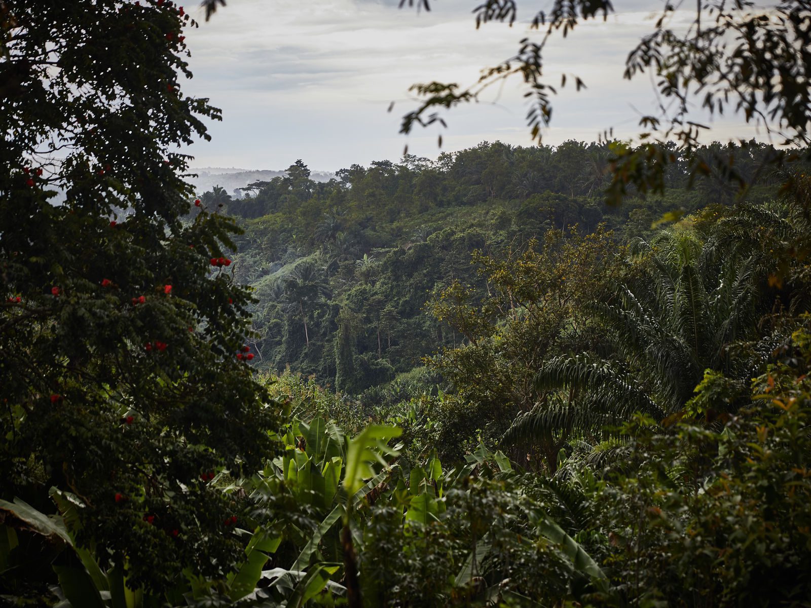 An image of the rainforest at Virunga National Park