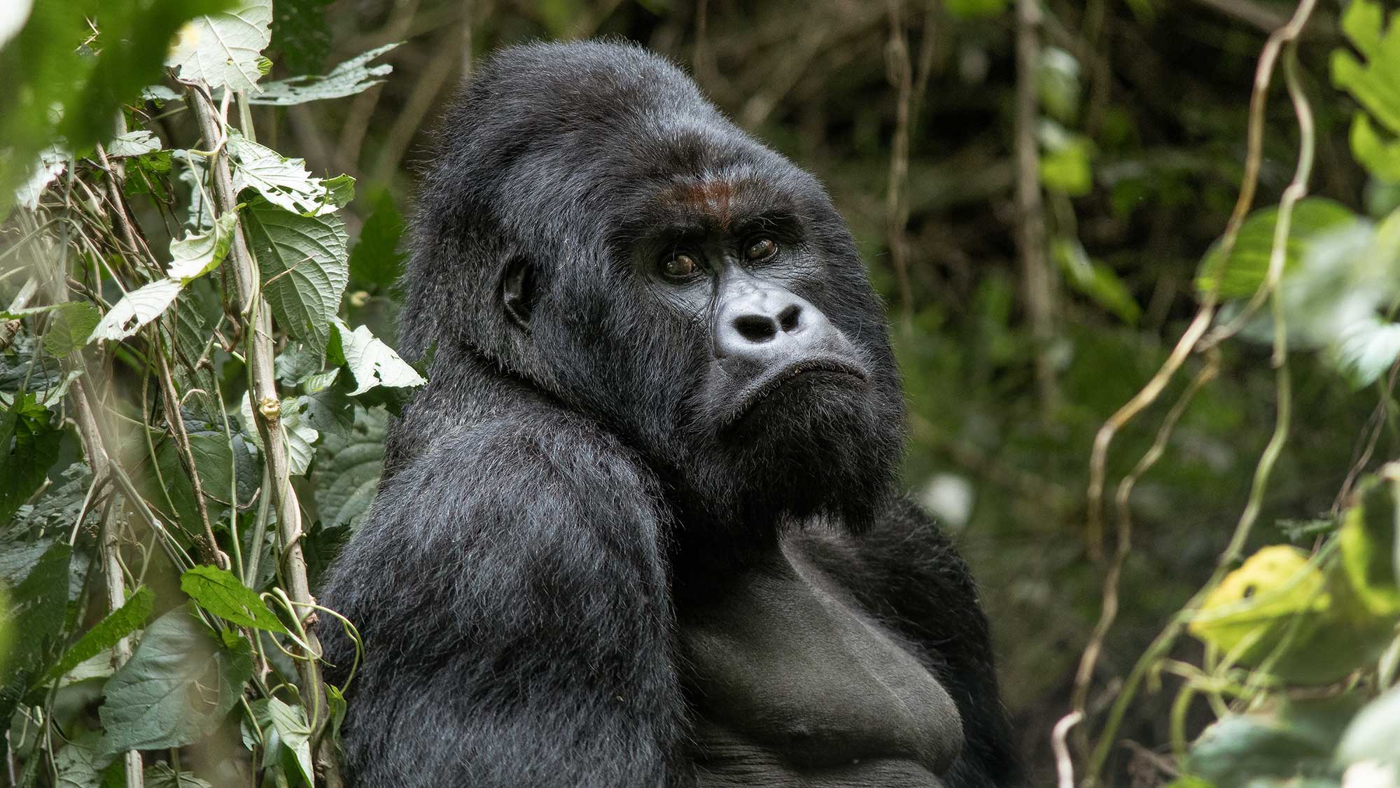 An image of an endangered silverback mountain gorilla