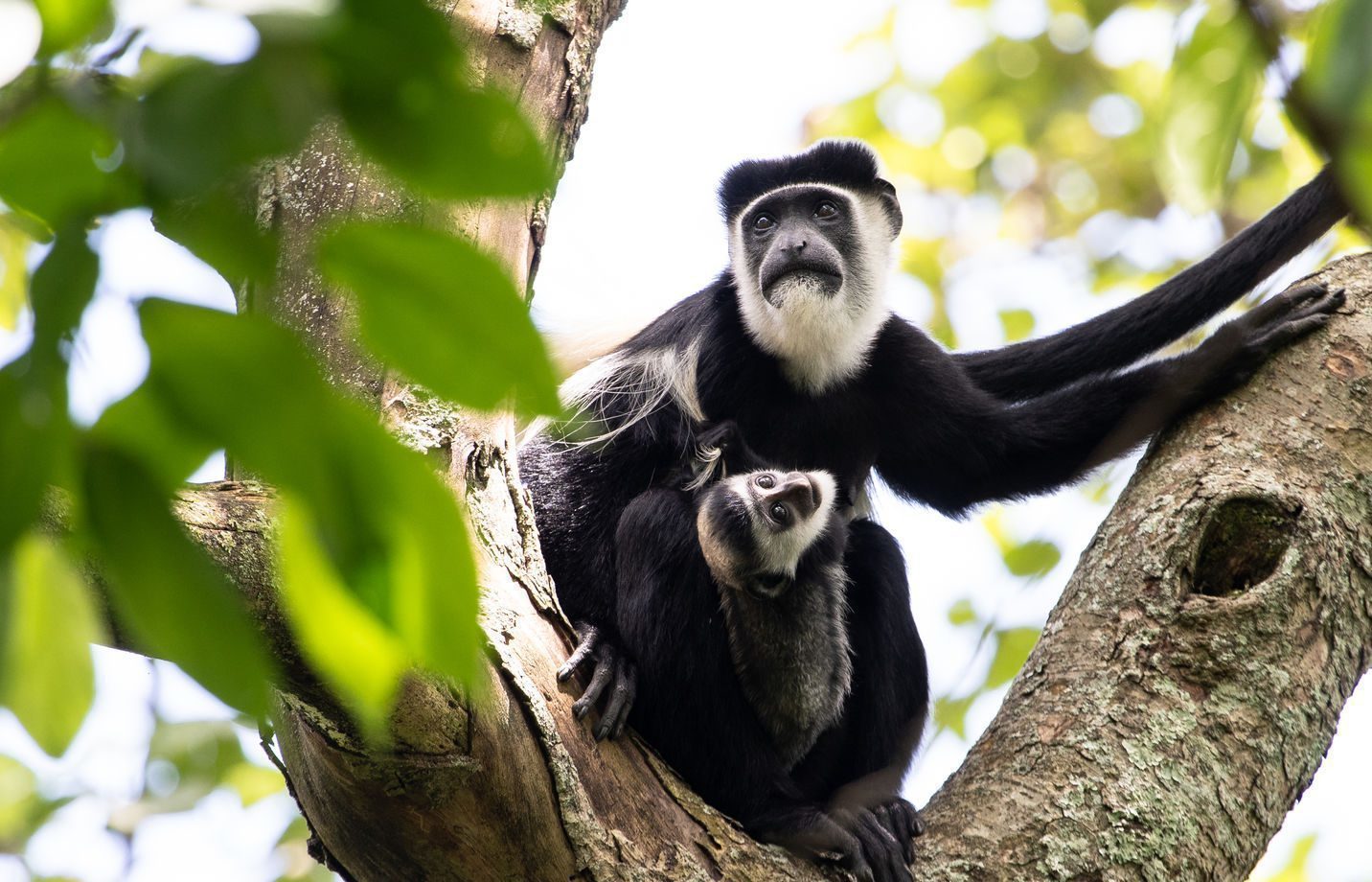 An image of colobus monkeys in a tree
