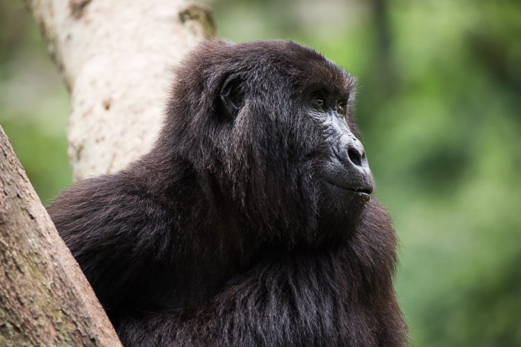 An image of an orphaned mountain gorilla