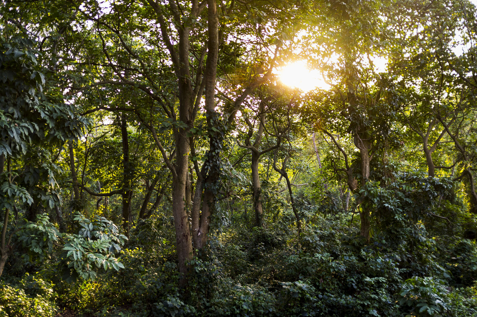 An image of sunlight breaking through the rainforest canopy