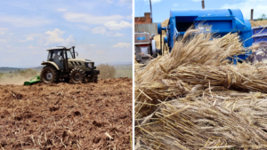 WheatSectorLubero (2)