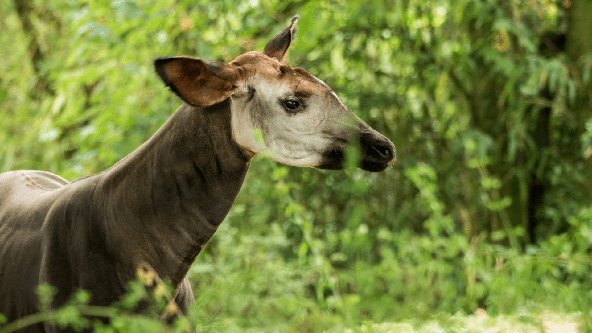 An endangered okapi in the rainforest
