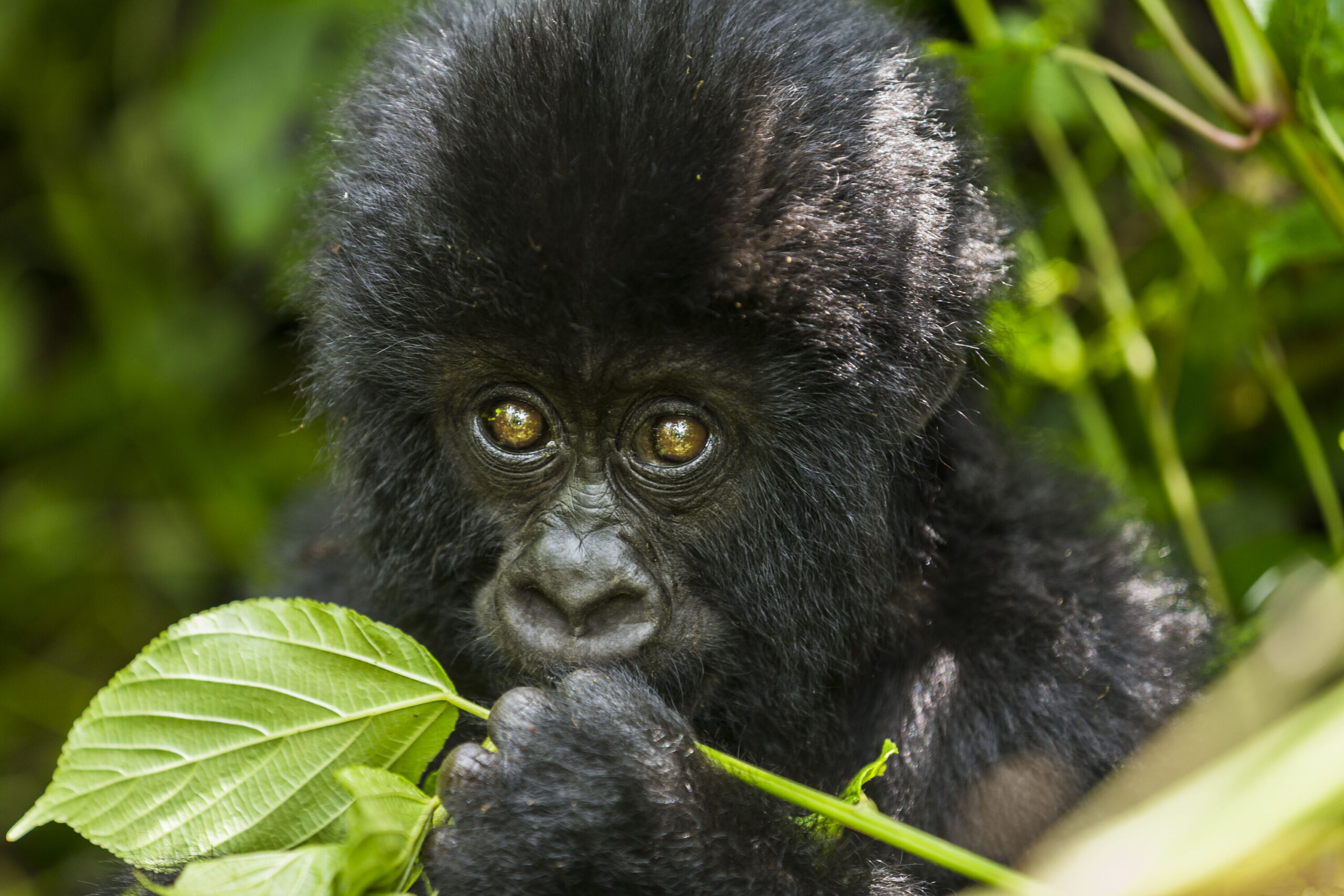 A gorilla peacefully eating grass in the lush greenery of Virunga National Park.