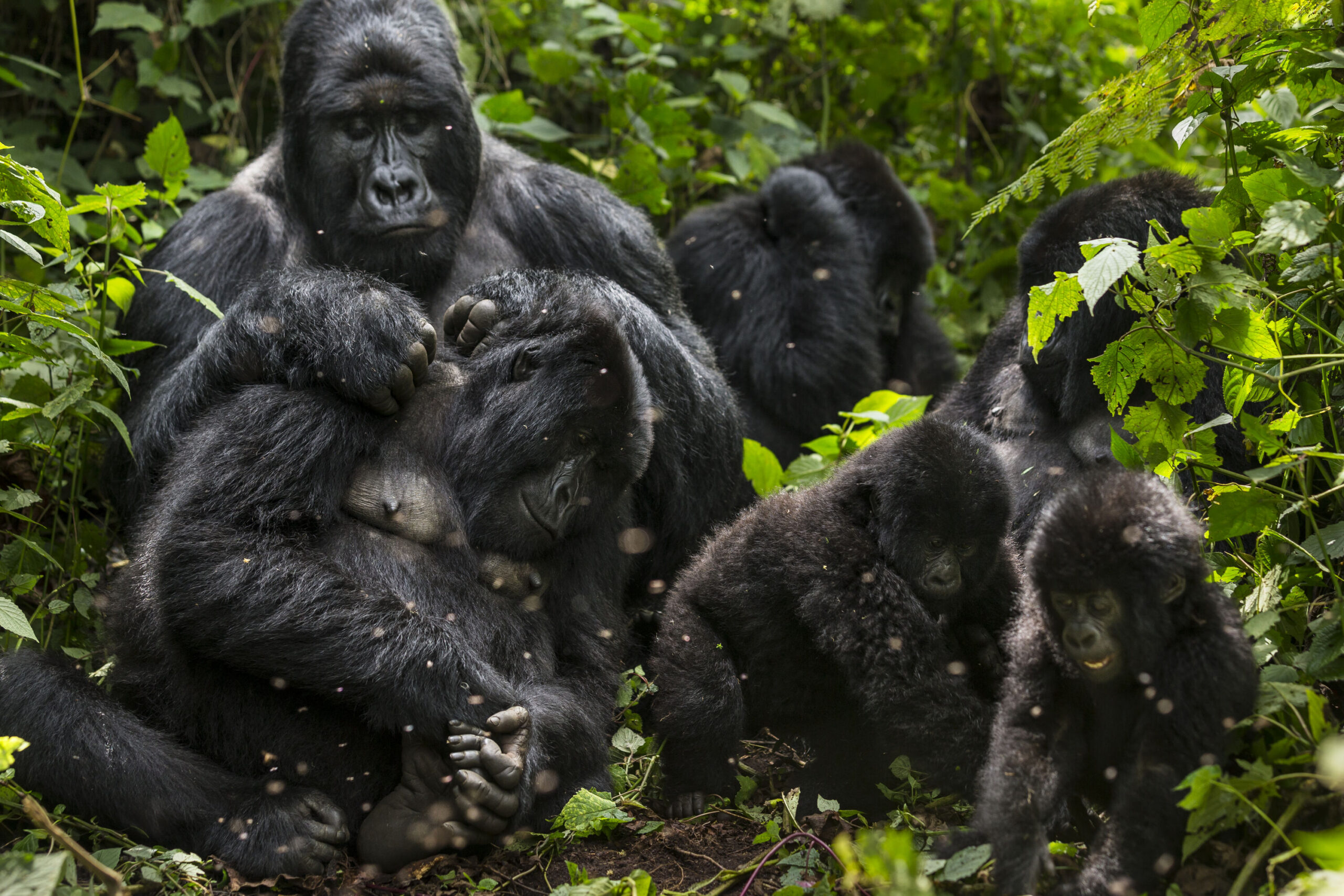 A close-knit family of gorillas gathered peacefully in the lush greenery of Virunga National Park.