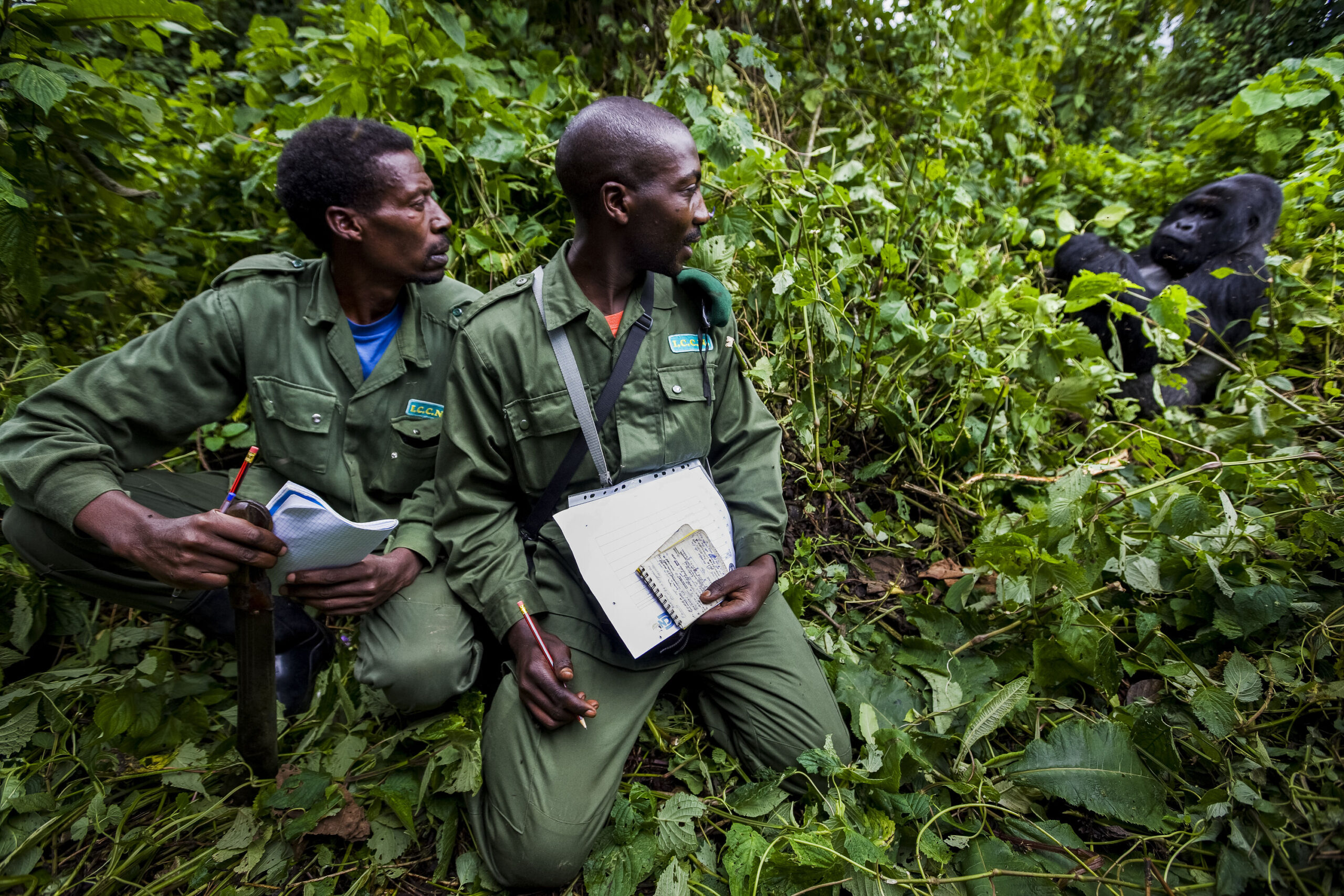 Two park rangers closely monitoring a group of gorillas in their natural habitat at Virunga National Park.
