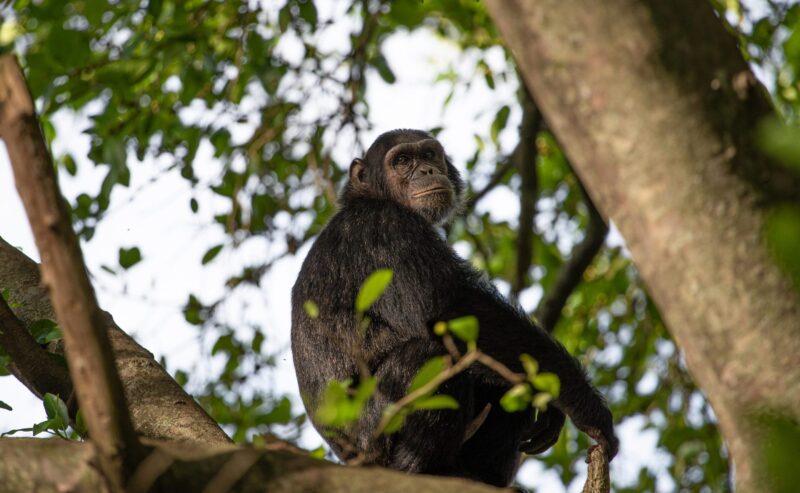 Chimp-800×493