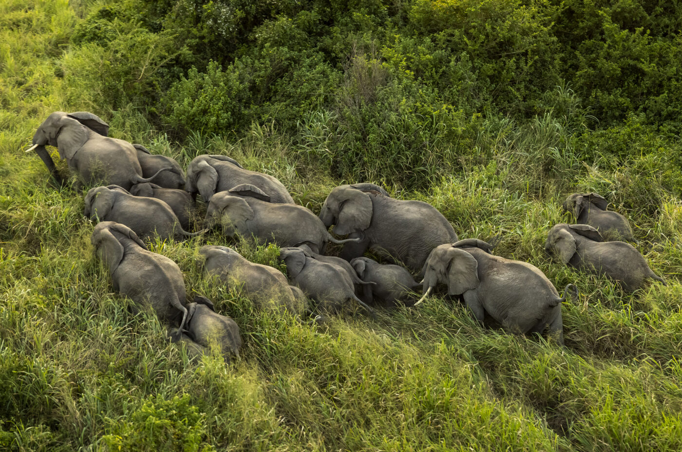 A group of elephants walking together through the lush greenery of Virunga National Park.