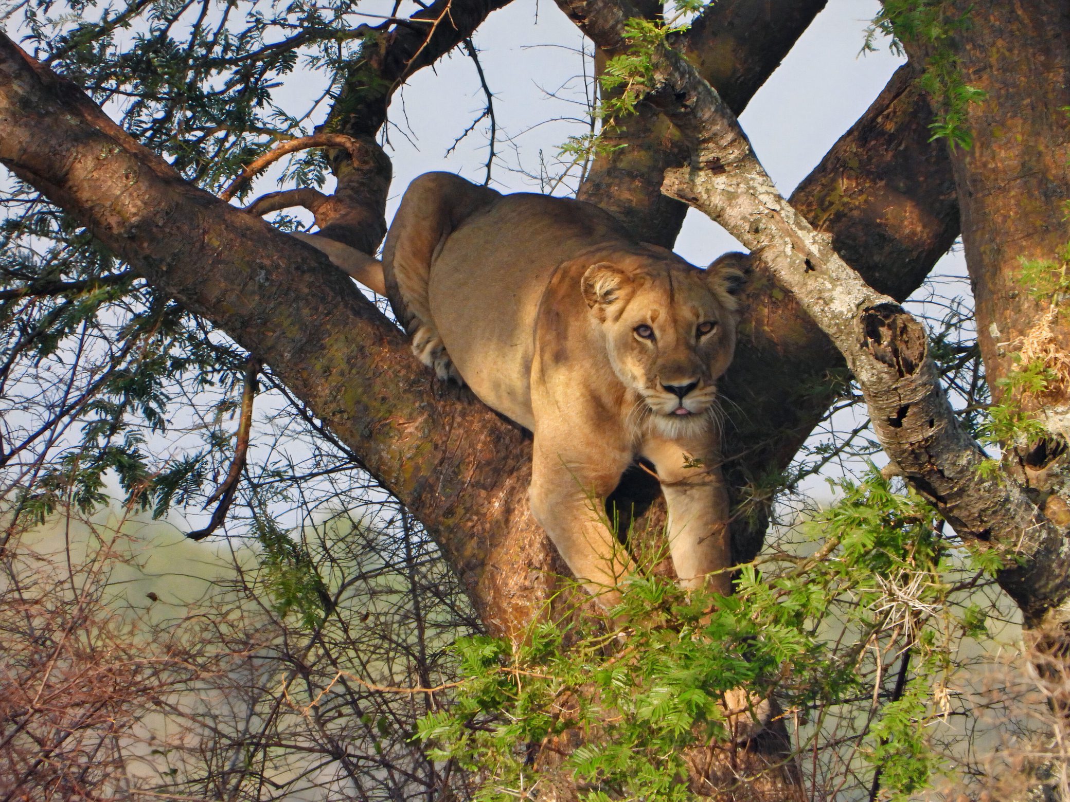A majestic lion lounging gracefully on the branch of a tall tree.