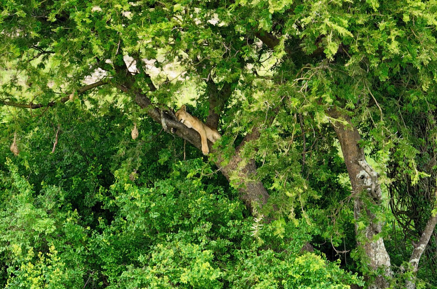 Lionintree-large-scaled