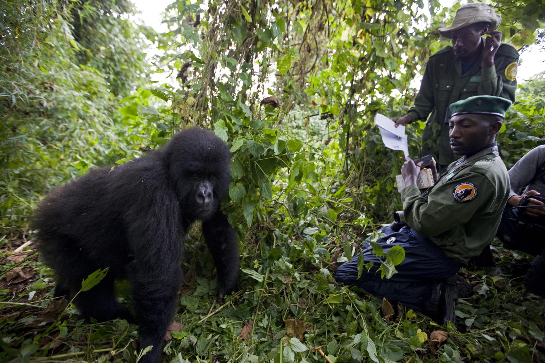 MountainGorillaConservation-scaled