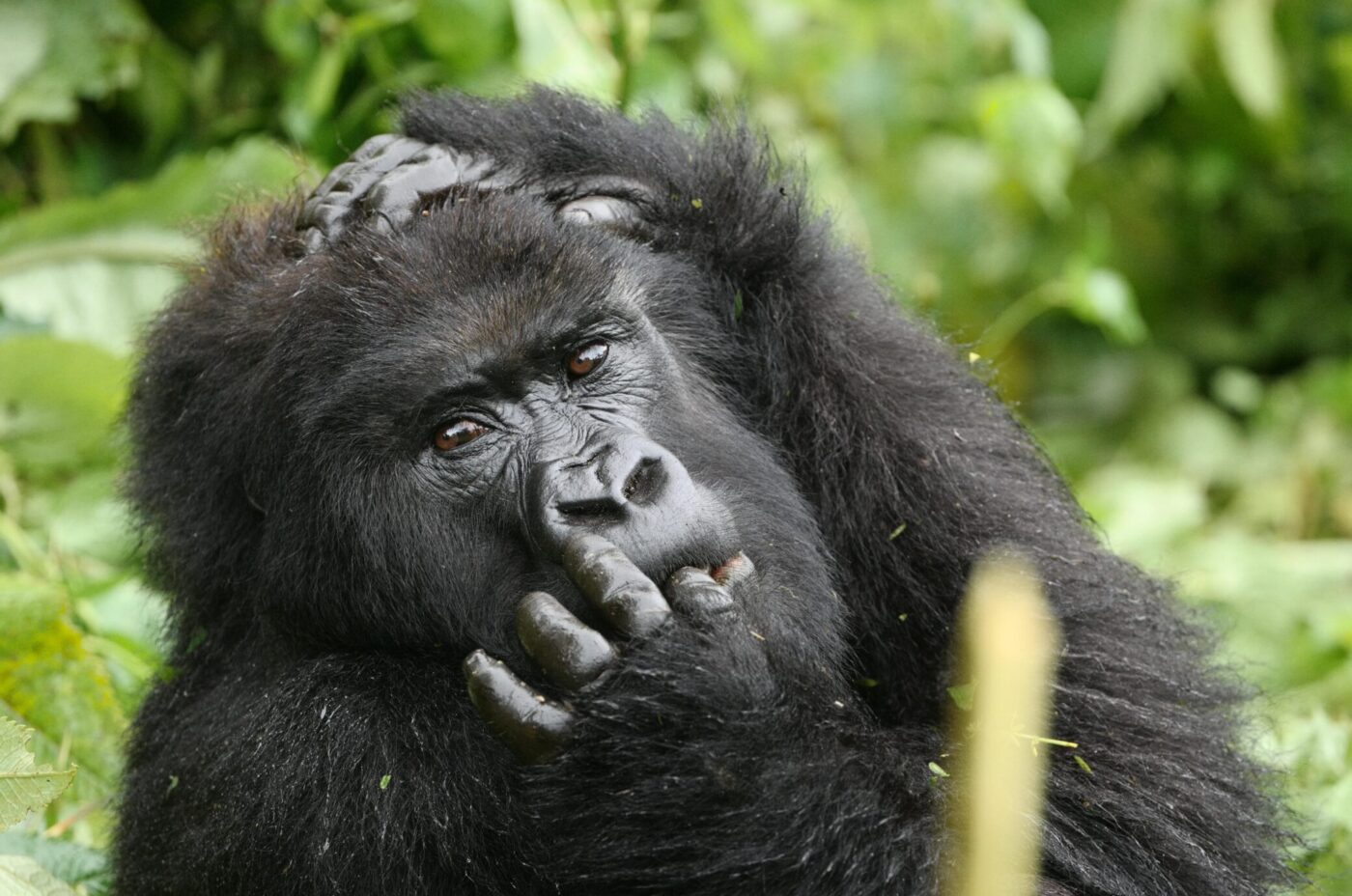 Mwiza-from-the-Baraka-Family-by-Levison-Wood-scaled