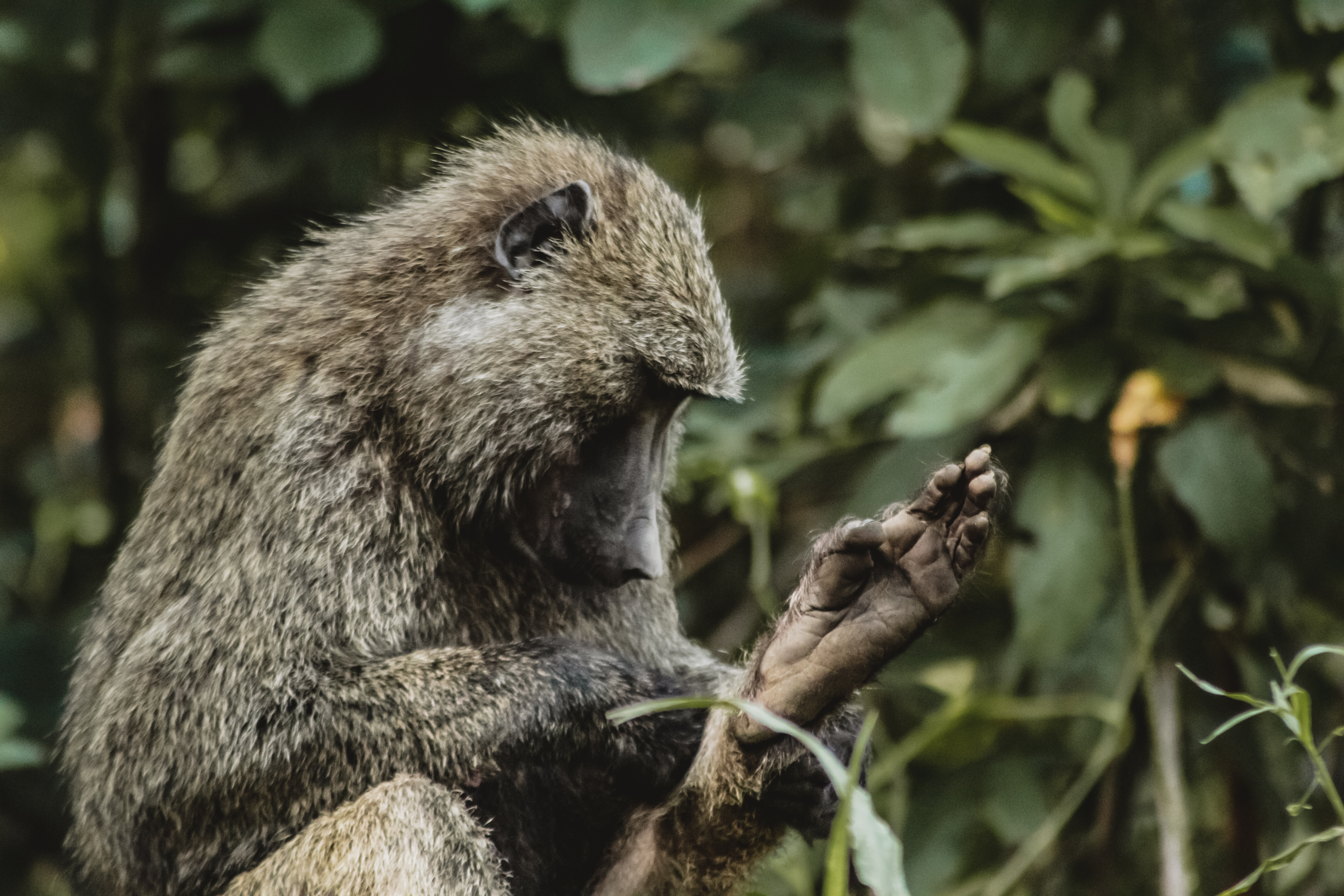A photo of a baboon grooming its foot