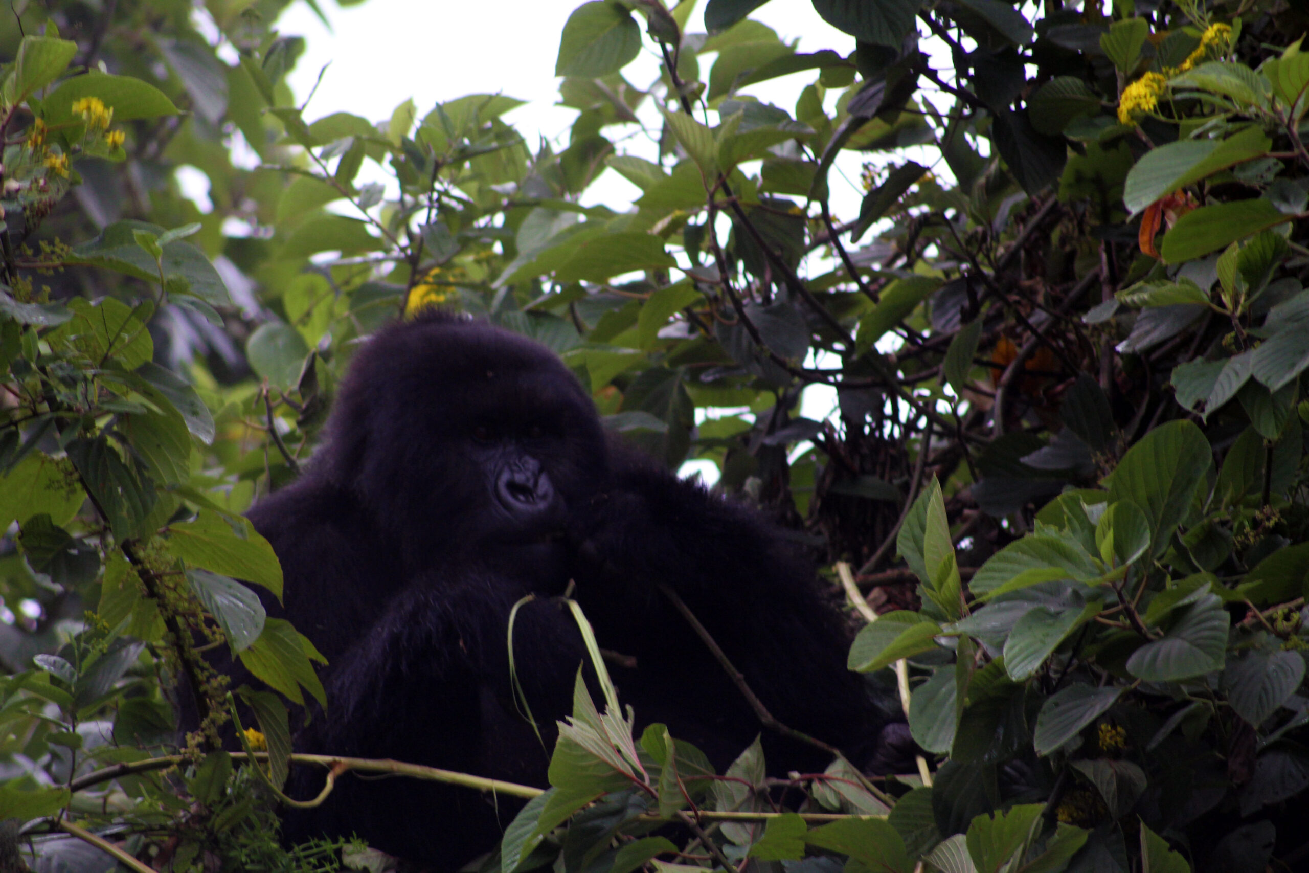 Barakagorillainfant-11-24