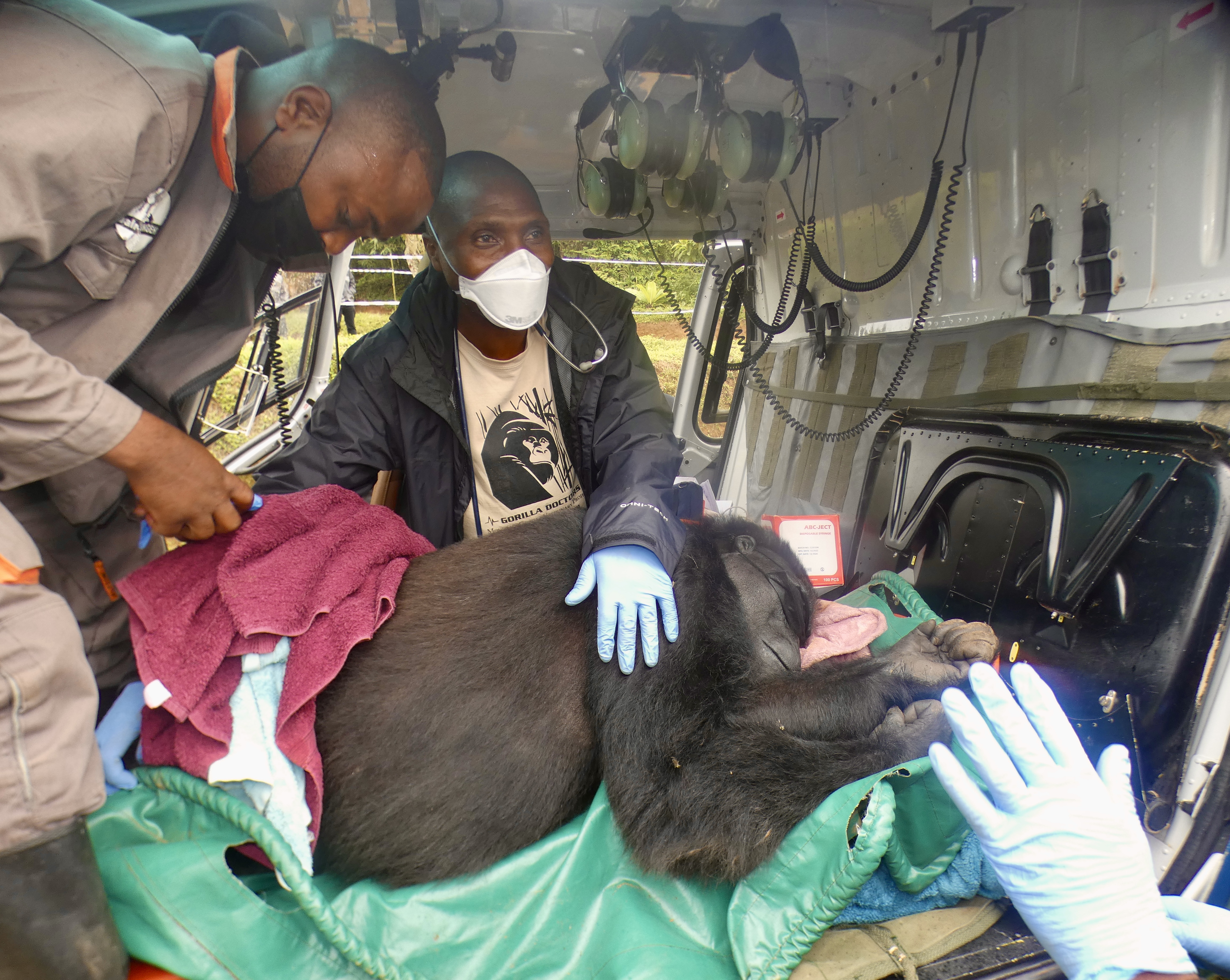 Dr. Cedric Kambere Kibengo Gorilla Doctors Caring for Eastern Lowland Gorilla