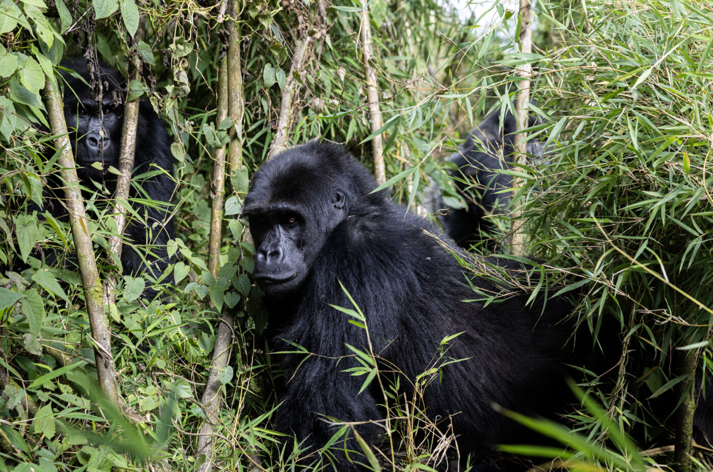 A serene image of three Eastern Lowland Gorillas resting calmly in the lush forest of Virunga National Park, captured by photographer Brent Stirton.