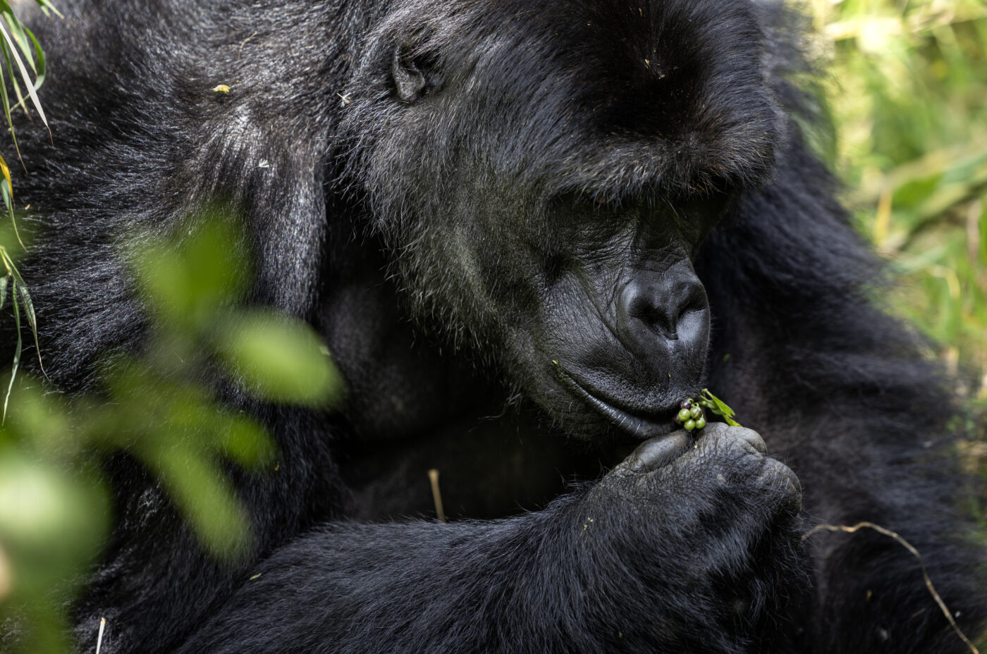 Eastern Lowland Gorillas – Female Ndjingala by Brent Stirton (3)
