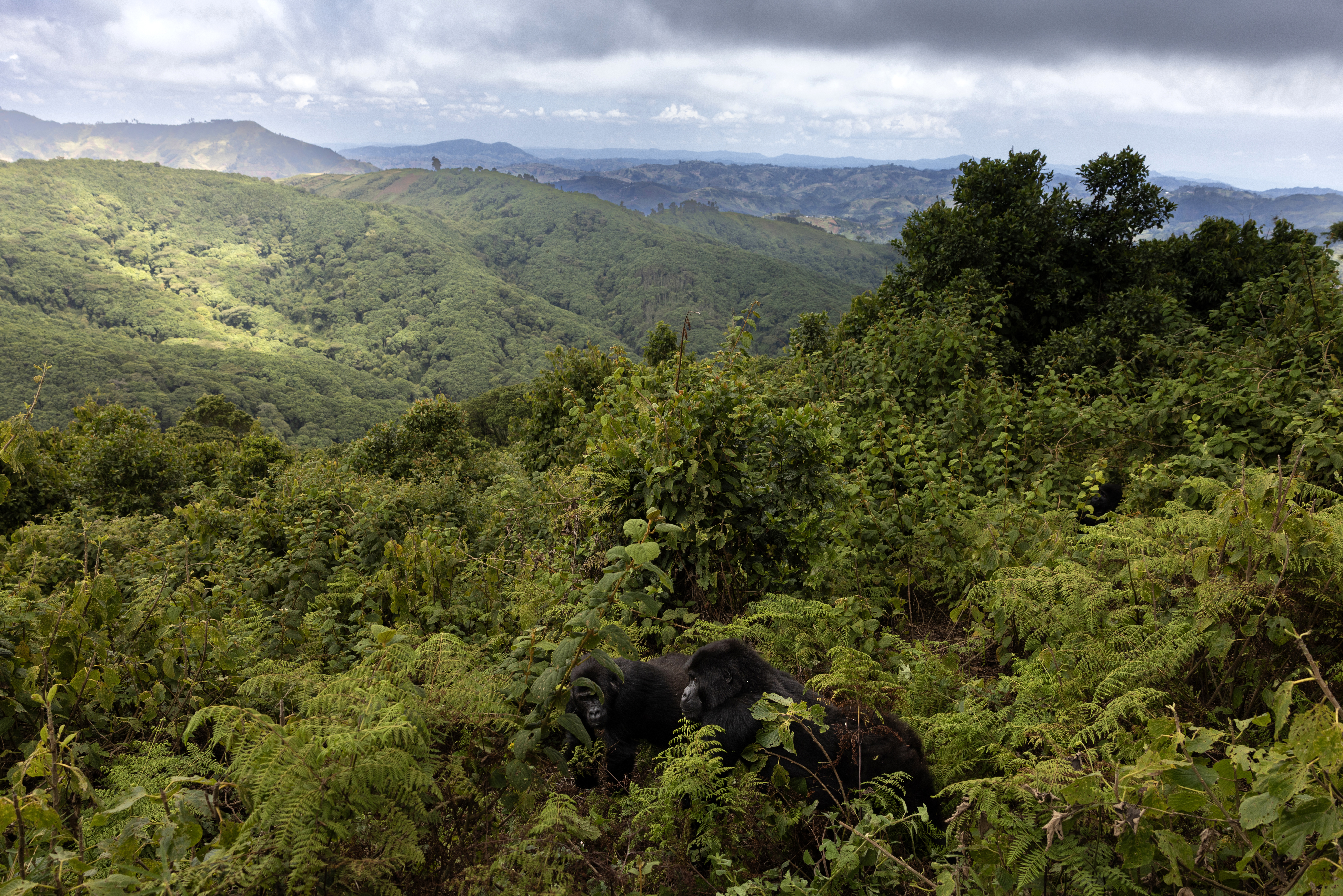 A photograph of two Eastern Lowland Gorillas at Tshiaberimu, captured by Brent Stirton.