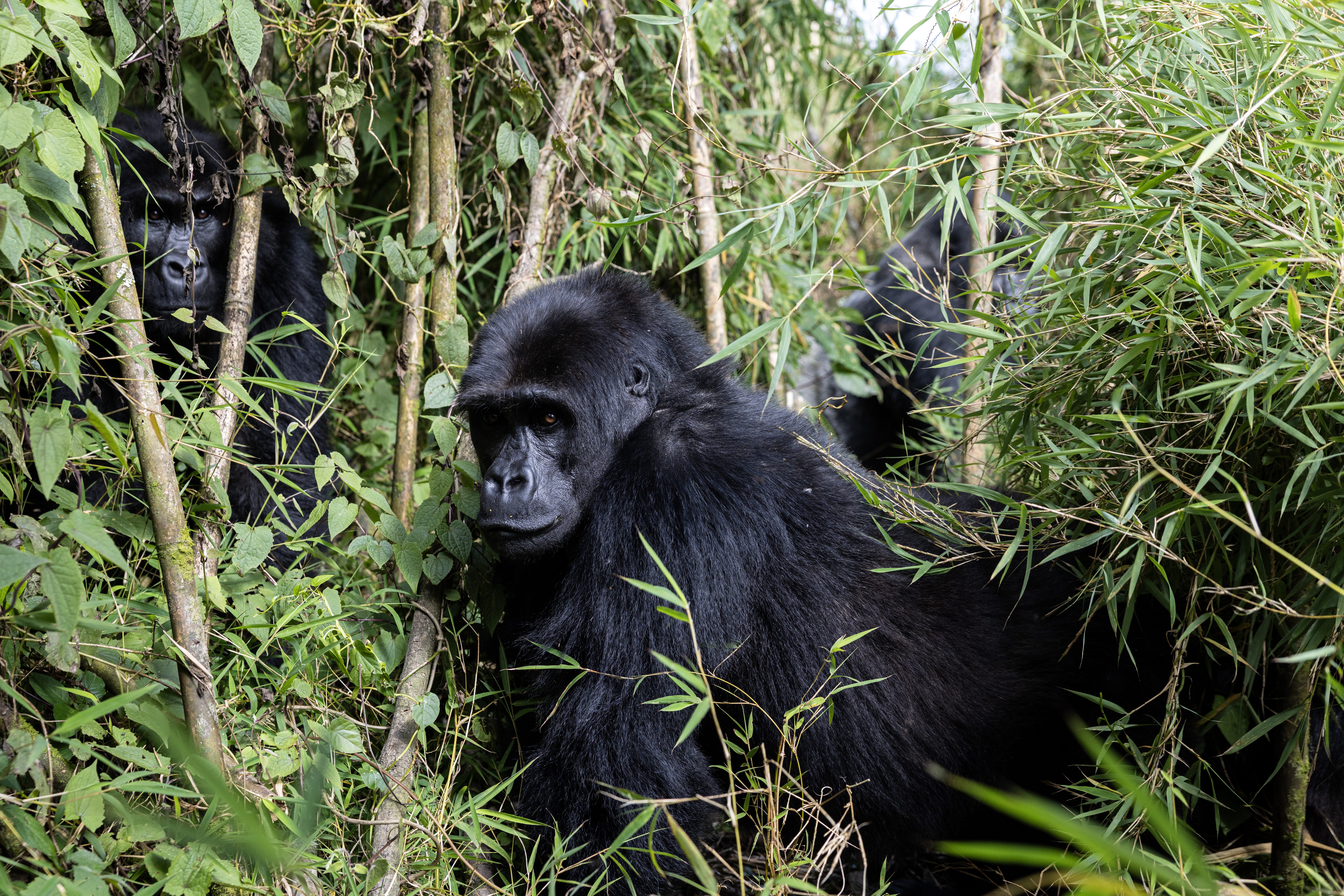  A photograph of three Eastern Lowland Gorillas resting in the lush forest of Virunga National Park, captured by Brent Birton.