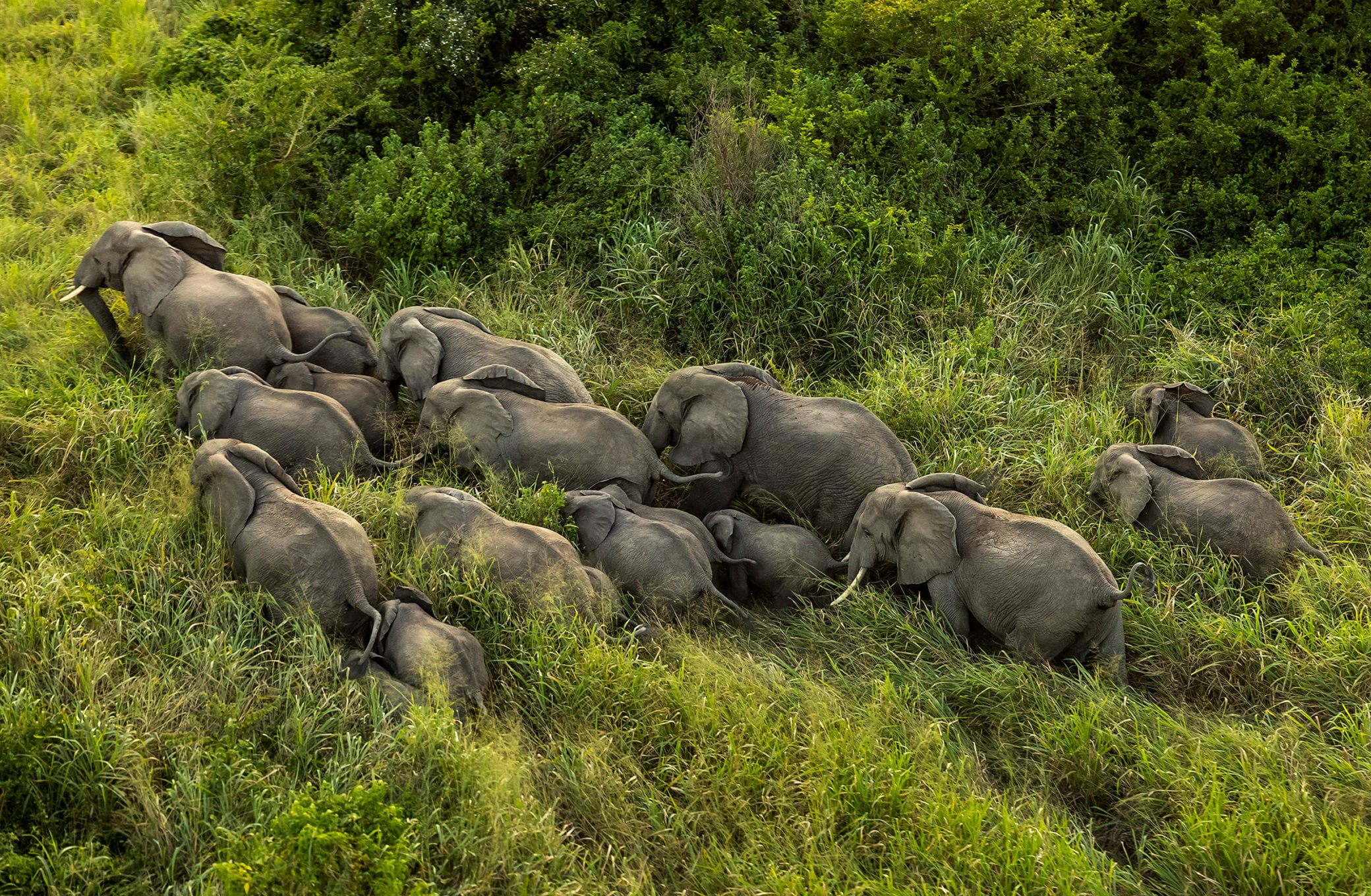 A picture that show an aerial view of elephant herd taken by Brent Stirton