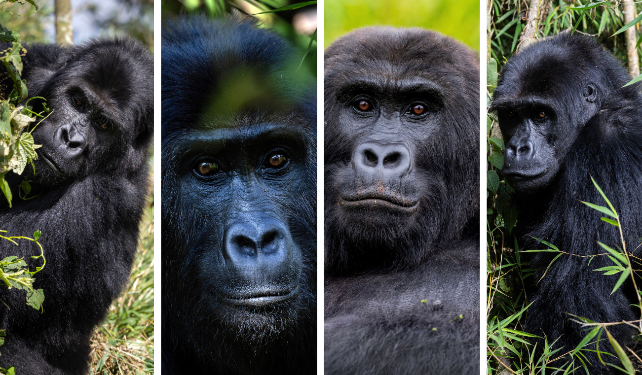 Photos of four reintroduced lowland gorilla females—Isangi, Lulingu, and Ndjingala—captured by photographer Brent Stirton.