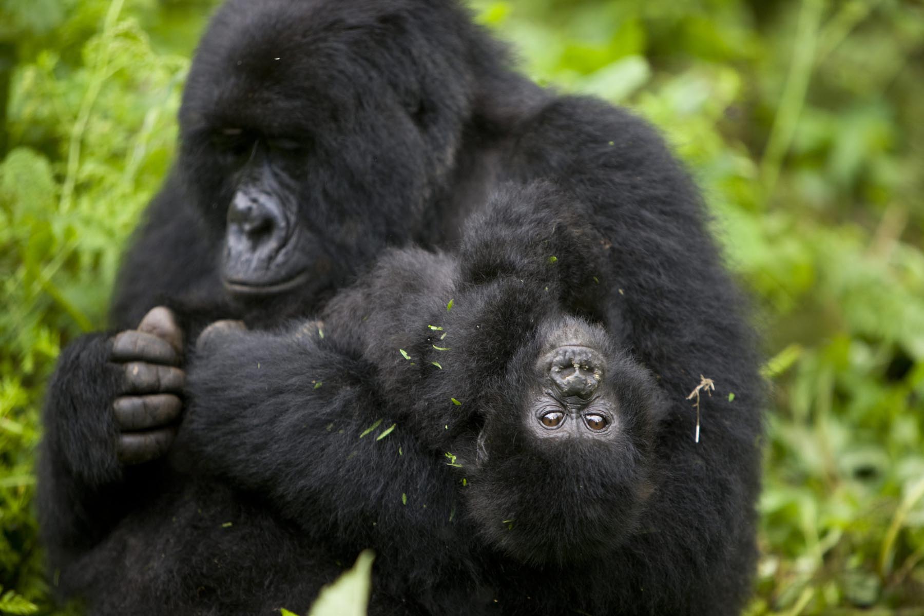 image of endangered mountain gorilla mother with her baby