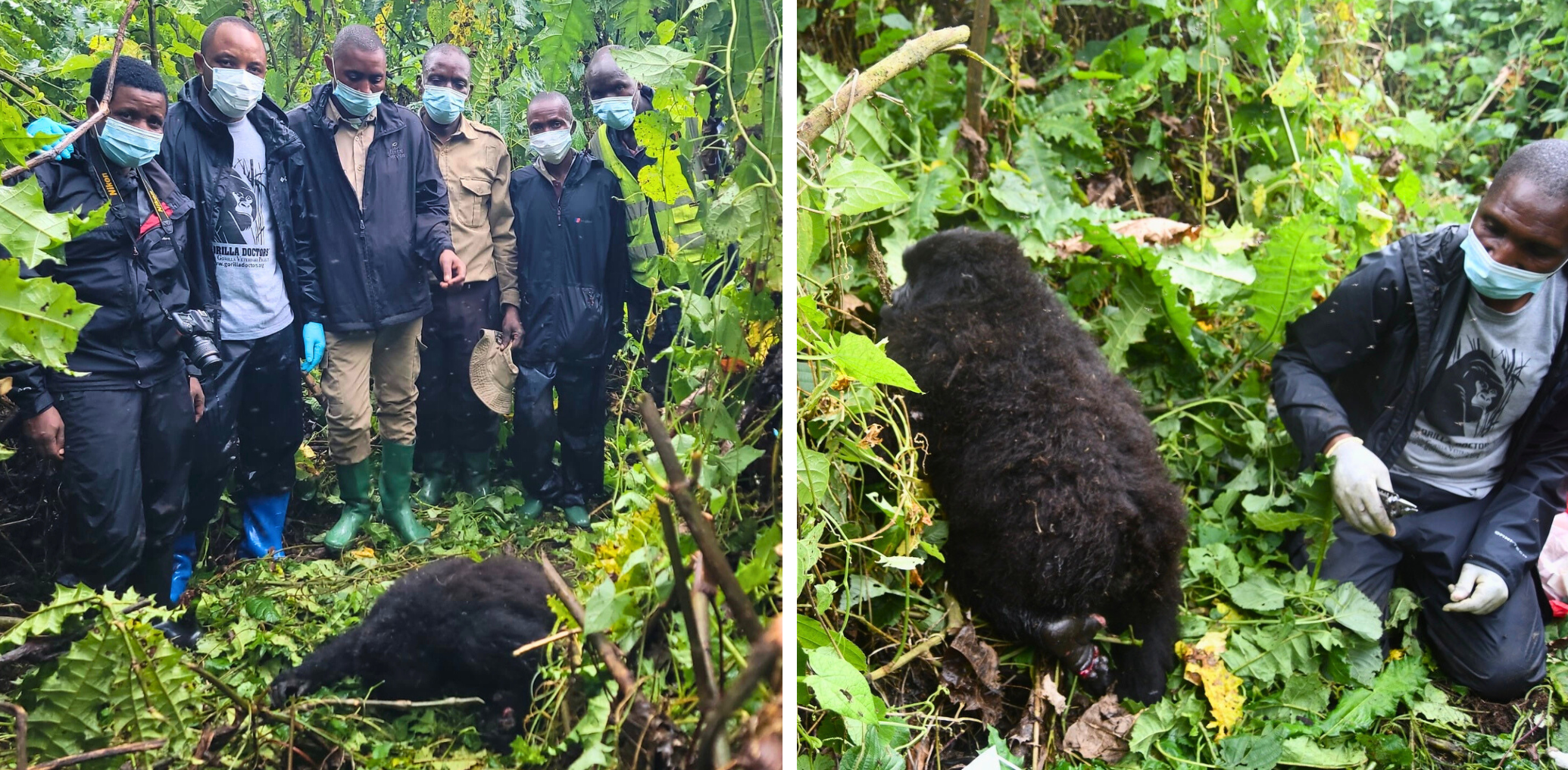 GorillaFaziliRescue-1