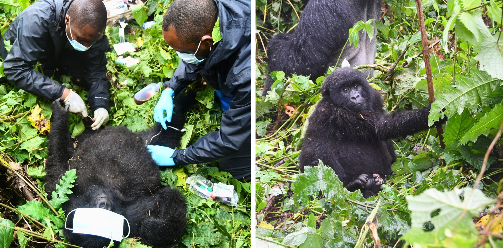 GorillaFaziliRescue-2