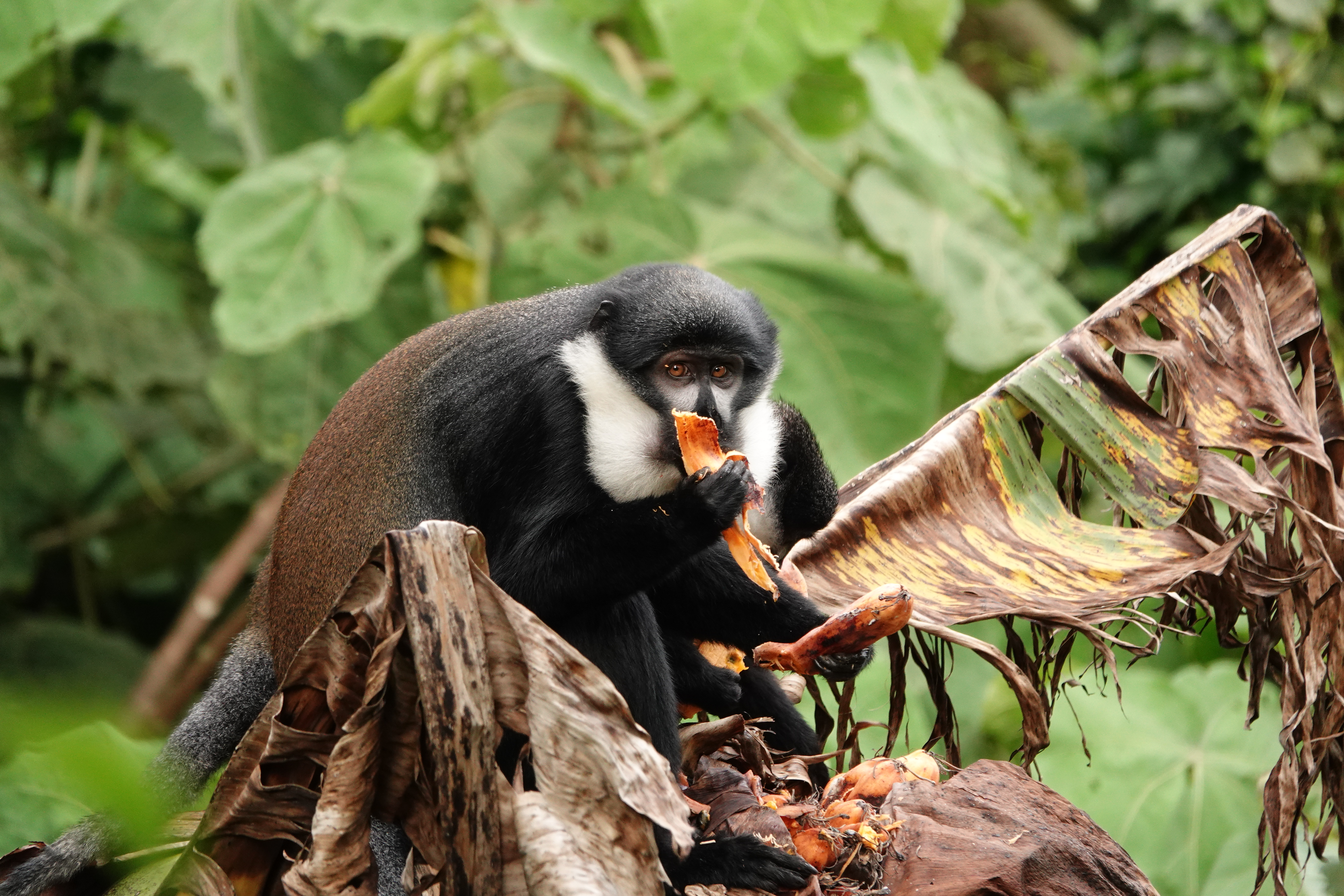 A photo of an L'Hoest's monkey enjoying bananas
