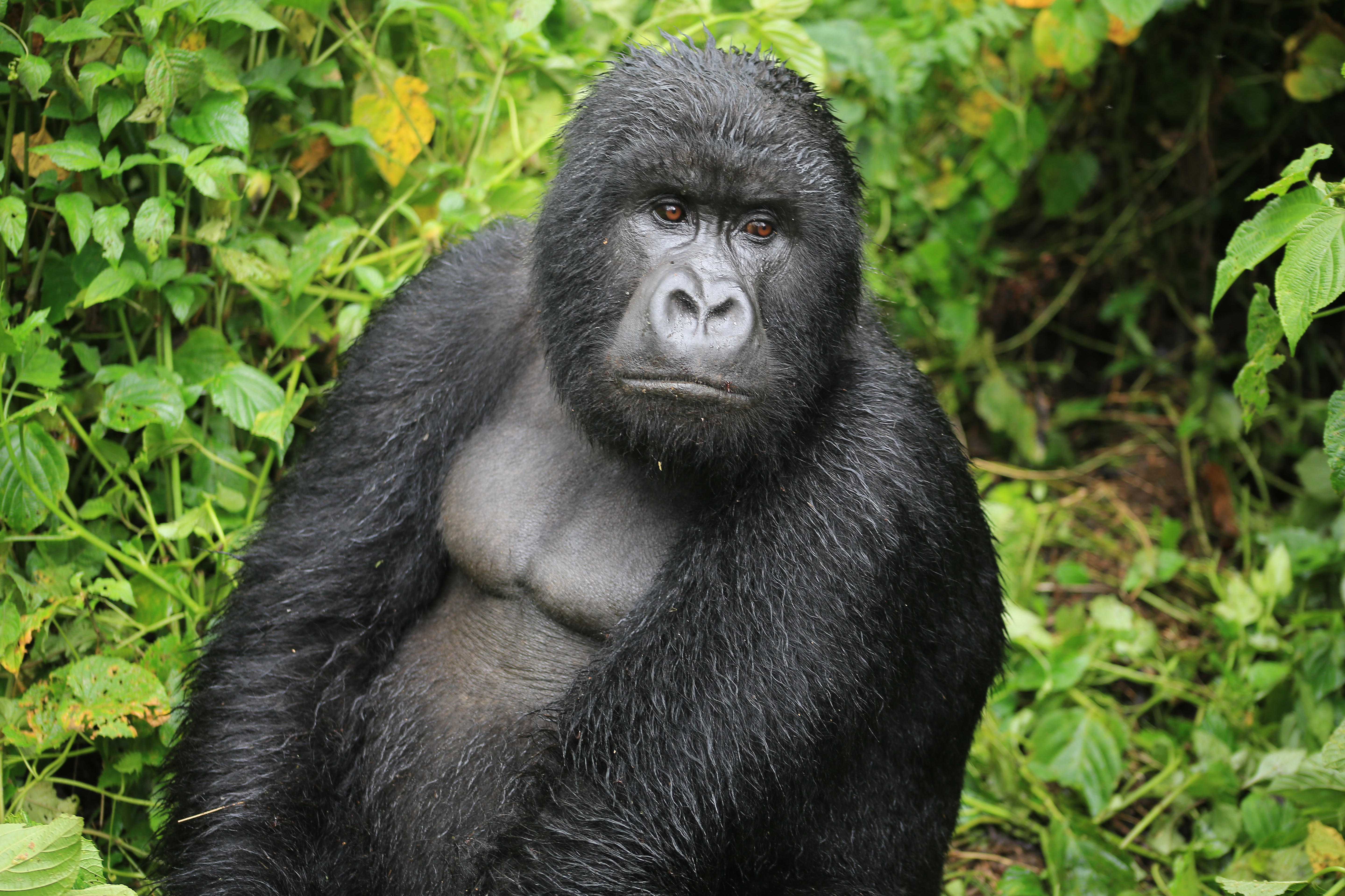 A captivating image of a Mountain Gorilla resting peacefully amidst the serene beauty of Virunga National Park.