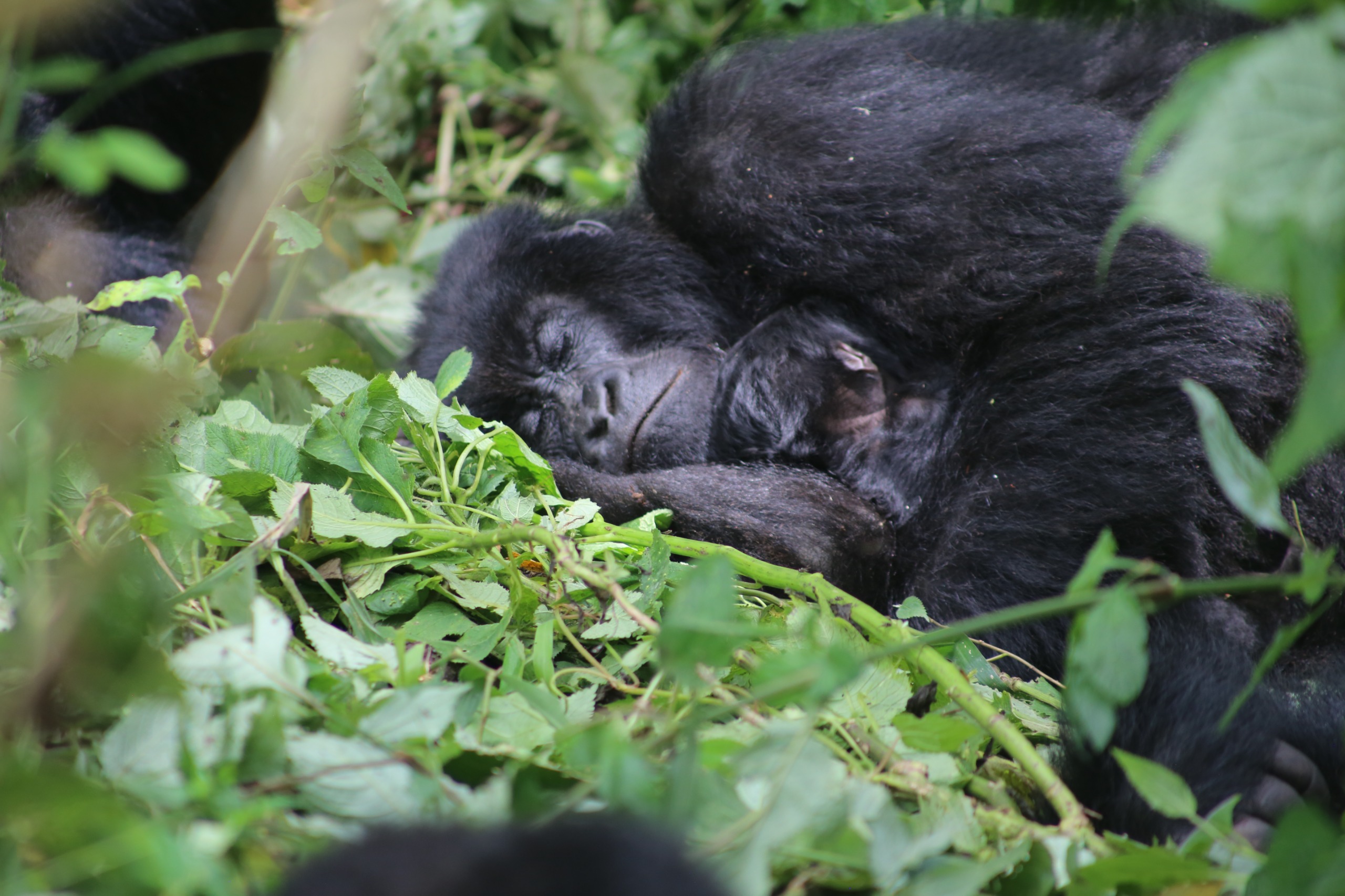 NewBorn dans la Famille Wilungula (2).JPG.